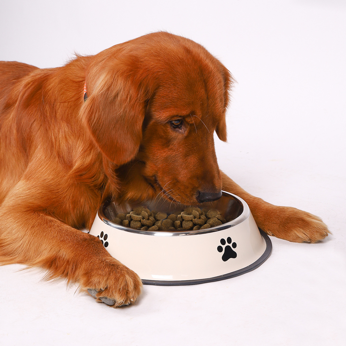 Stainless Steel Pet Bowl Cat B - Baby Food Cat ulasan dan harga